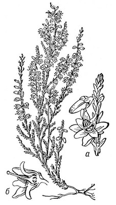 Большая Советская Энциклопедия (ВЕ) i009-001-217218139.jpg