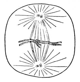 Большая Советская Энциклопедия (ВЕ) i009-001-226296603.jpg
