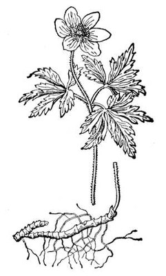Большая Советская Энциклопедия (ВЕ) i010-001-260253557.jpg