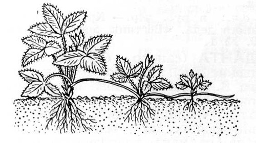 Большая Советская Энциклопедия (ВЕ) i009-001-236752443.jpg