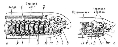 Большая Советская Энциклопедия (ВИ) i008-pictures-001-293187997.jpg
