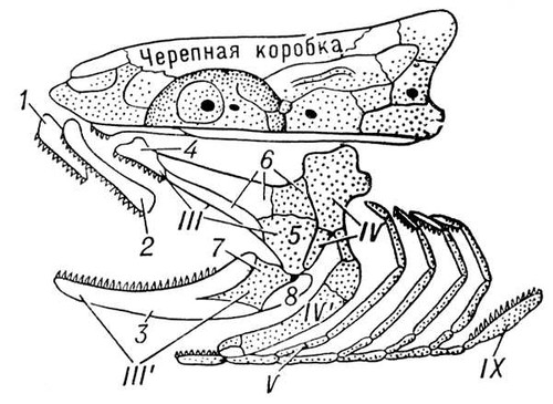 Большая Советская Энциклопедия (ВИ) i009-001-226216419.jpg