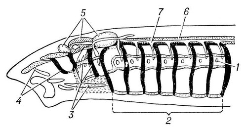 Большая Советская Энциклопедия (ВИ) i009-001-226393444.jpg