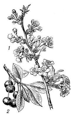 Большая Советская Энциклопедия (ВИ) i009-001-207727913.jpg
