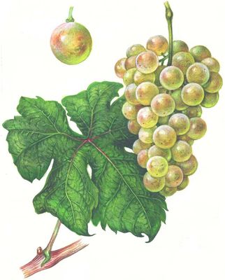Большая Советская Энциклопедия (ВИ) i009-001-238419405.jpg