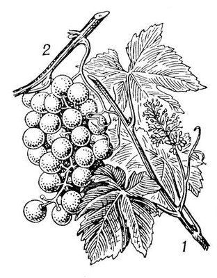 Большая Советская Энциклопедия (ВИ) i010-001-248256027.jpg