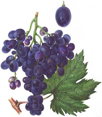 Большая Советская Энциклопедия (ВИ) i010-001-253835082.jpg