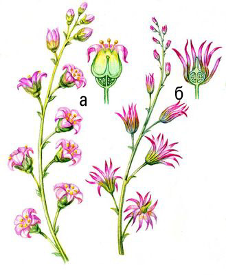 Большая Советская Энциклопедия (ВИ) i009-001-234238851.jpg