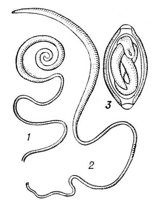 Большая Советская Энциклопедия (ВЛ) i009-001-226542132.jpg