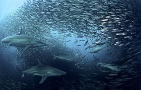Нежданные встречи и курьезы на море и на суше i_033.jpg