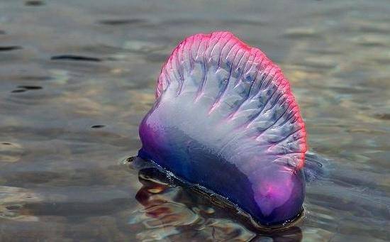 Нежданные встречи и курьезы на море и на суше i_007.jpg
