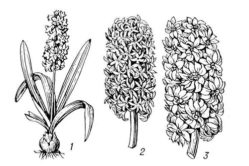 Большая Советская Энциклопедия (ГИ) i010-001-257952712.jpg