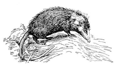 Большая Советская Энциклопедия (ГИ) i009-001-230931279.jpg