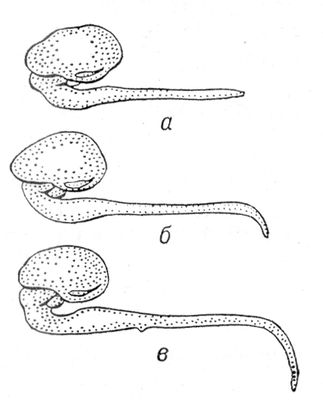 Большая Советская Энциклопедия (ДВ) i010-001-246316080.jpg