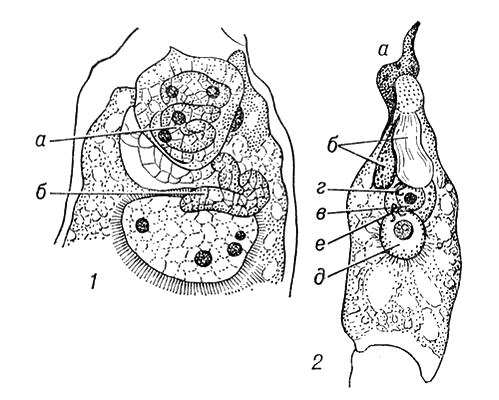Большая Советская Энциклопедия (ДВ) i009-001-203077265.jpg