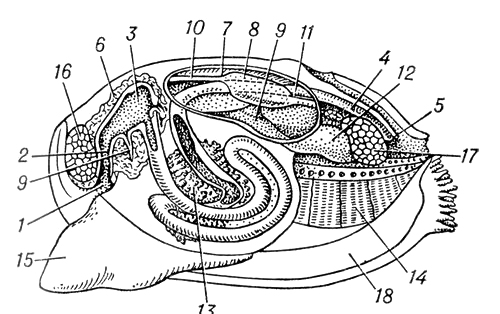 Большая Советская Энциклопедия (ДВ) i010-001-247192687.jpg
