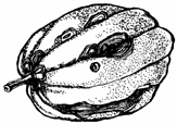 Дыни, тыквы, кабачки, патиссоны i_041.png
