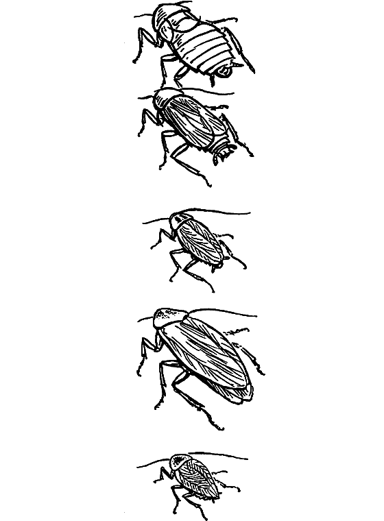 Десять маленьких непрошеных гостей. …И еще десятью десять i_043.png