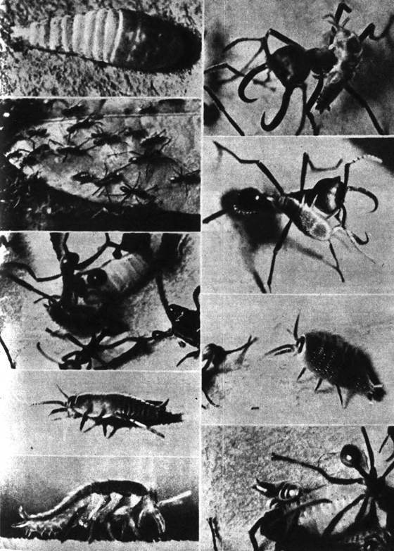 Десять маленьких непрошеных гостей. …И еще десятью десять i_074.jpg