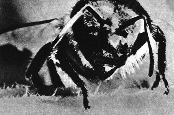 Десять маленьких непрошеных гостей. …И еще десятью десять i_087.jpg