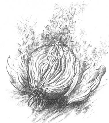 Луковица памяти i_001.jpg