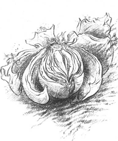 Луковица памяти i_005.jpg