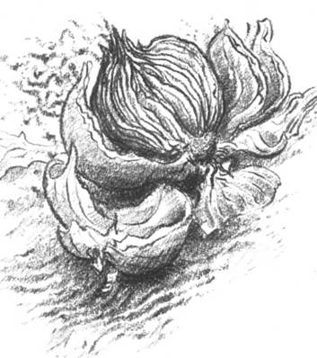 Луковица памяти i_006.jpg