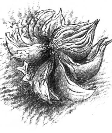 Луковица памяти i_009.jpg