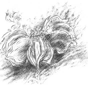 Луковица памяти i_010.jpg