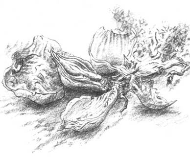 Луковица памяти i_011.jpg