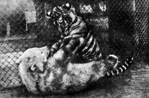 Фомка – белый медвежонок. Рассказы i_003.jpg