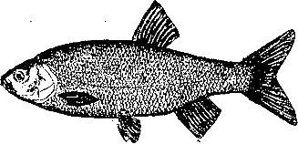Записки об уженье рыбы i_010.png