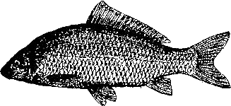 Записки об уженье рыбы i_013.png