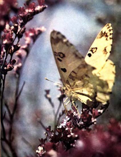 Луна над пустыней p0013.jpg