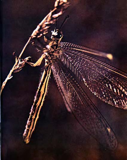Луна над пустыней p0015.jpg