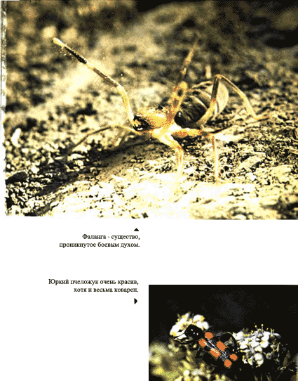 Луна над пустыней p0017.png
