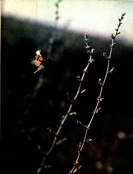 Луна над пустыней p0021.jpg