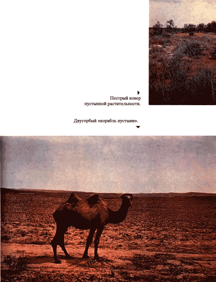 Луна над пустыней p0023.png