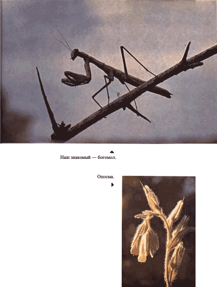 Луна над пустыней p0031.png
