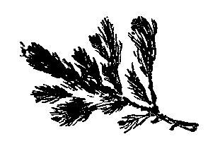 Приключения Травки (илл. И. Гринштейн) pic_61.png
