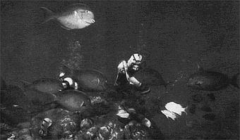 Жизнь и смерть кораллов i_031.jpg