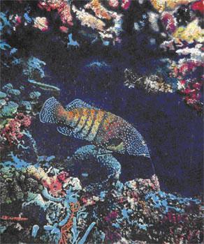 Жизнь и смерть кораллов i_065.jpg