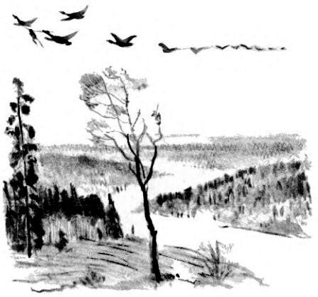 Лягушка-путешественница (с илл.) pic_8.jpg
