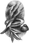 Летучие пленники i_009.jpg