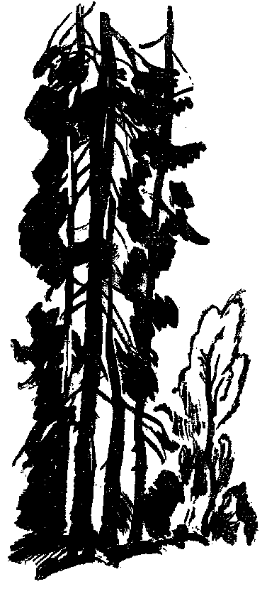 Черниговка pic001.png