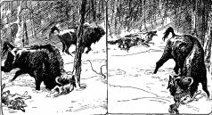 Зеленые листы из красной книги i_021.jpg