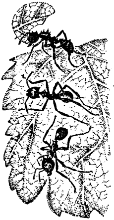 Причуды природы i_082.png