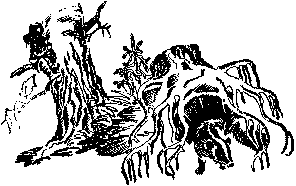 Лесная быль. Рассказы и повести pic002.png