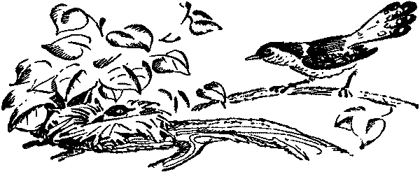Лесная быль. Рассказы и повести pic015.png