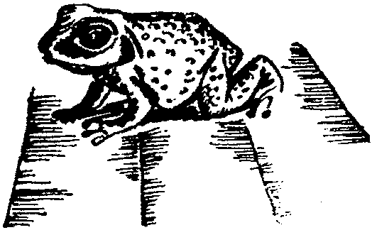 Лесная быль. Рассказы и повести pic024.png